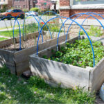 raised beds with hoops
